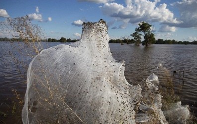 Australiaspiderrain