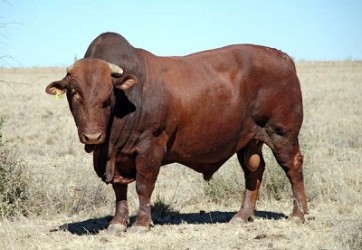 Bull-0753