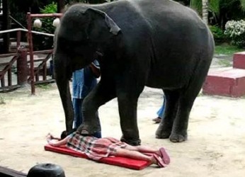 Body-massage_elephant