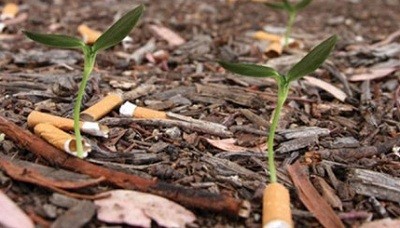 cigarettes-with-seeds