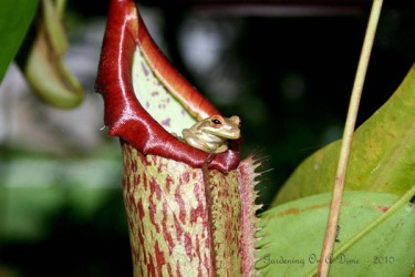 pitcher-plant-frog-03-375x250