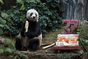 panda-birthday2.