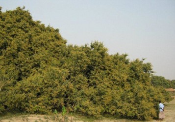 mango tree