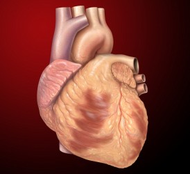 Medical Illustrations by Patrick Lynch, generated for multimedia teaching projects by the Yale University School of Medicine, Center for Advanced Instructional Media, 1987-2000.