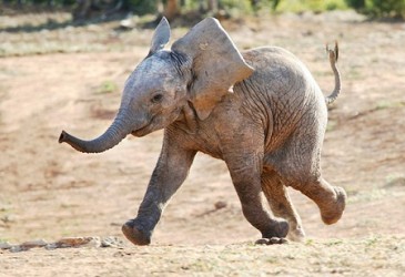 baby-elephant-walk-large-msg-131007848434