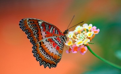 butterfly_on_flower-1920x1200