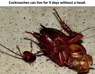 cockroaches-can-live-for-9-days-without-a-head